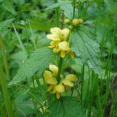 Galeobdolon luteum