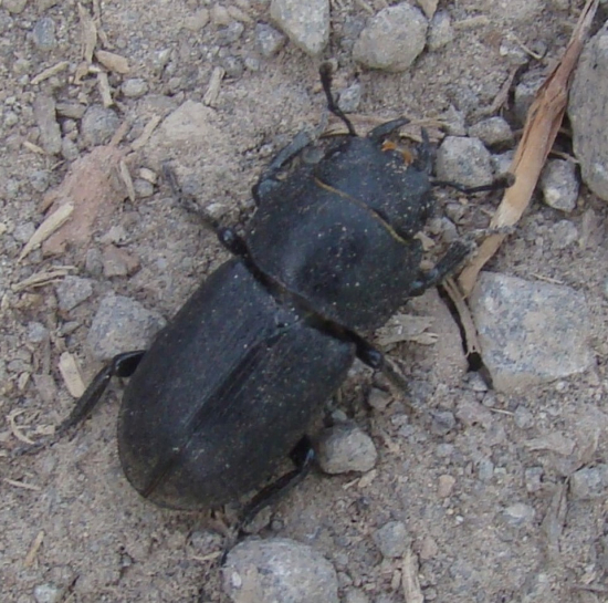 roháčik obyčajný