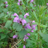 Lamium maculatum