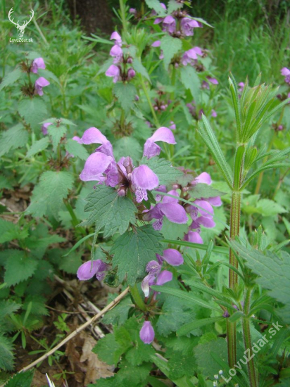 Lamium maculatum