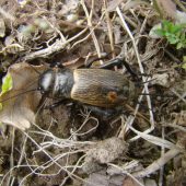 Svrček poľný (Gryllus campestris)
