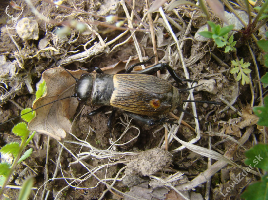 Svrček poľný (Gryllus campestris)