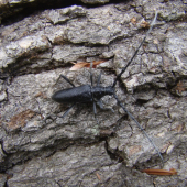 Cerambyx scopolii