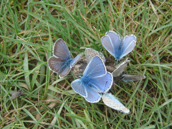 modráčik kozincový