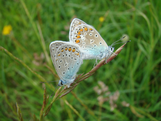 modráčik kozincový