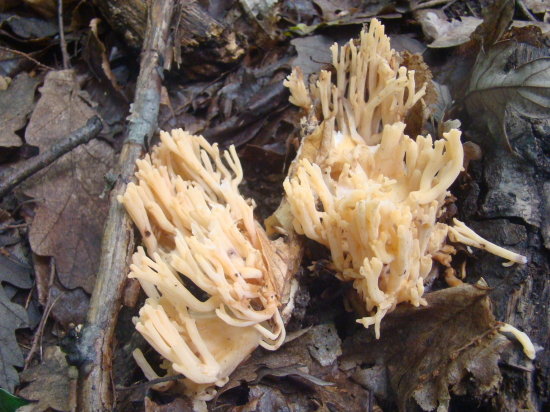 strapačka úhľadná