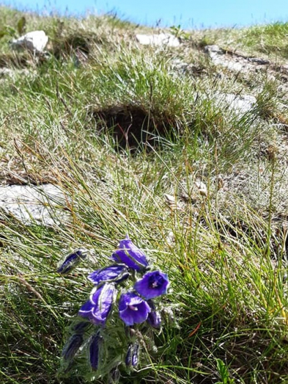 Campanula tatrae