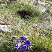 Campanula tatrae
