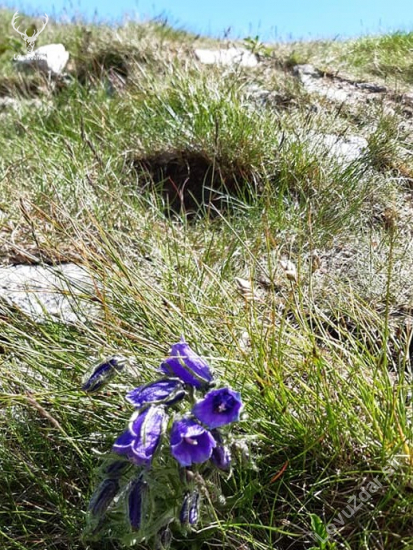 Campanula tatrae