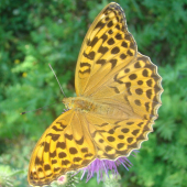 perlovec striebristopásavý - Argynnis paphia
