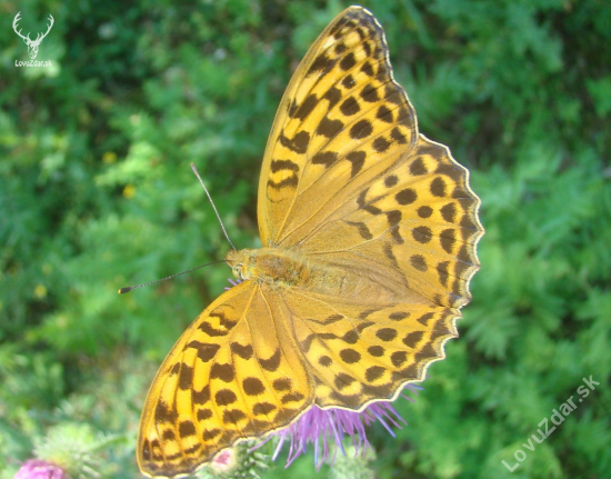 perlovec striebristopásavý - Argynnis paphia