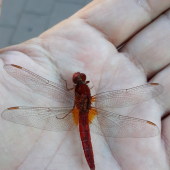 vážka červená - Crocothemis erythraea