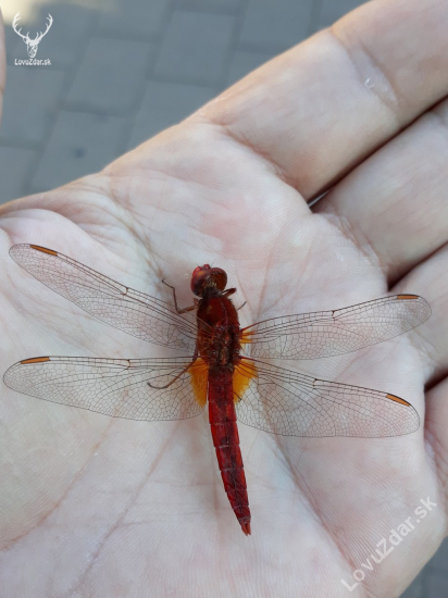 vážka červená - Crocothemis erythraea