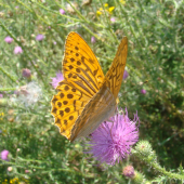 perlovec striebristopásavý - Argynnis paphia