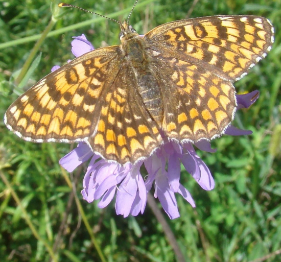 hnedáčik nevädzový - Melitaea phoebe