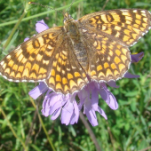 hnedáčik nevädzový - Melitaea phoebe