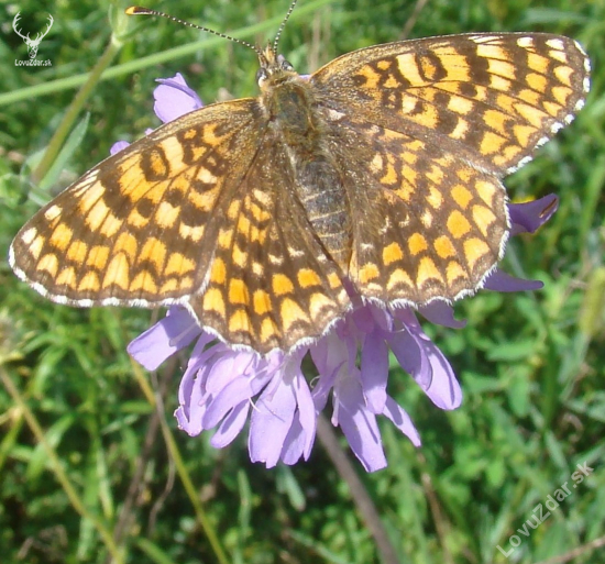 hnedáčik nevädzový - Melitaea phoebe