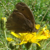 očkaň lúčny - Erebia