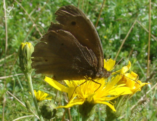 očkaň lúčny - Erebia