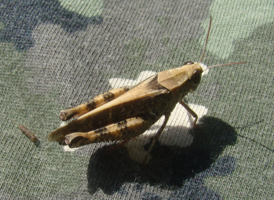 saranča modrokrídla - Oedipoda caerulescens