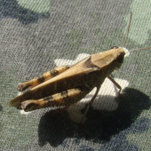 saranča modrokrídla - Oedipoda caerulescens