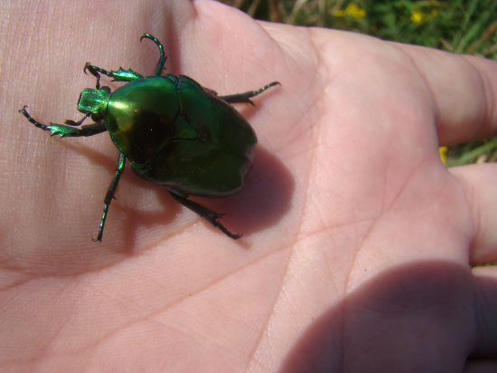 zlatohlávok skvostný - Cetonischema aeruginosa.j