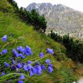 zvonček tatranský - Campanula tatrae Borbás