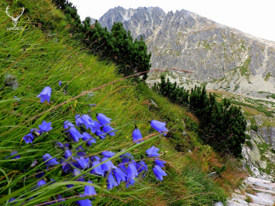 zvonček tatranský - Campanula tatrae Borbás