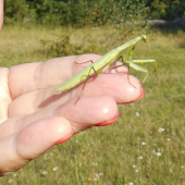 modlivka zelená - Mantis religiosa