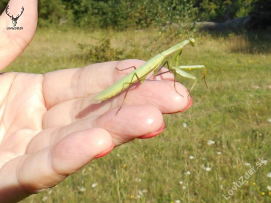 modlivka zelená - Mantis religiosa