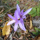 jesienka