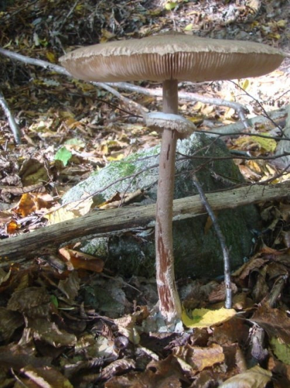 bedľa vysoká - Macrolepiota procera