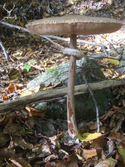 bedľa vysoká - Macrolepiota procera