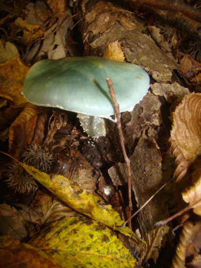 golierovka - Stropharia sp.