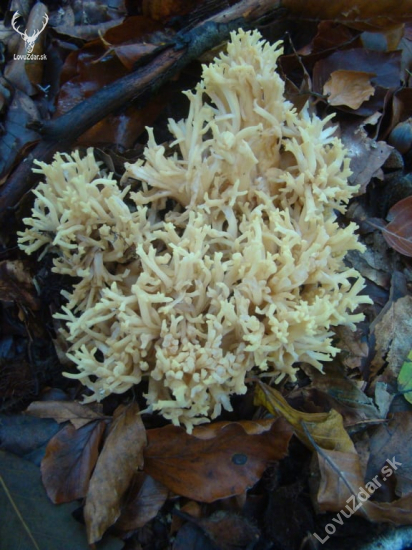 strapačka úhľadná - Ramaria formosa