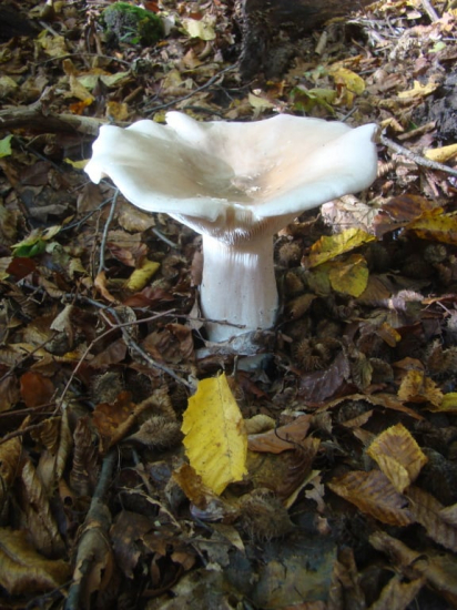 rýdzik korenistý - Lactarius piperatus