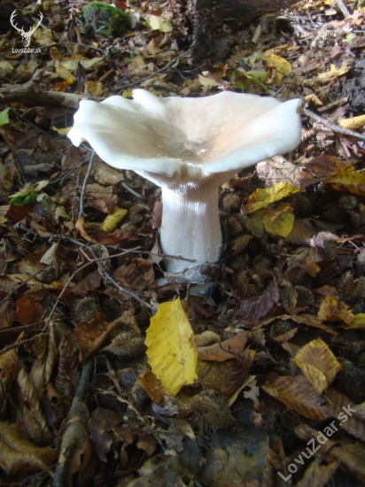 rýdzik korenistý - Lactarius piperatus