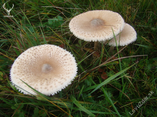 bedľa vysoká - Macrolepiota procera