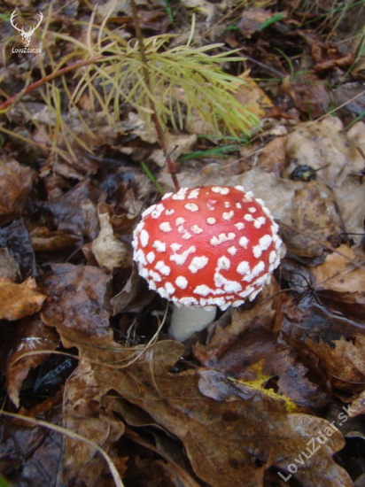 muchotrávka červená - Amanita muscaria