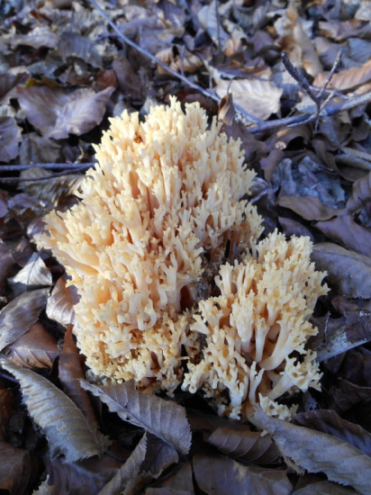 strapačka úhľadná