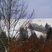 srnčia