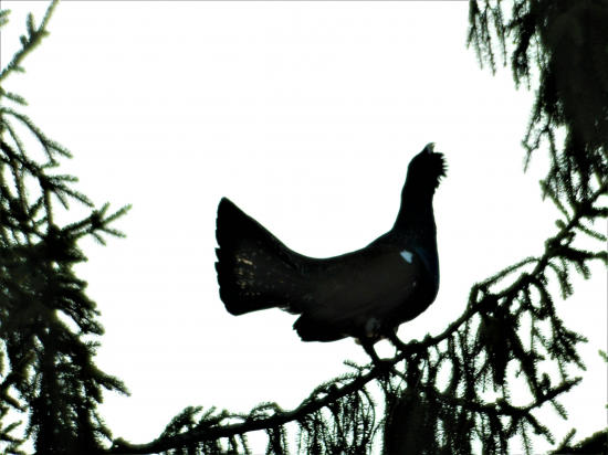 hluchan