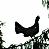 hluchan
