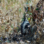 Prvé lastovičky po rokoch