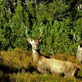 Mládenci zlatá hodinka