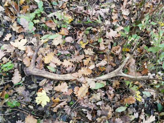 Po ceste za muflónmi