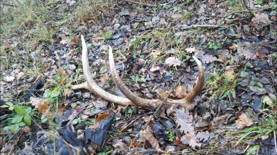 Mikulášsky darček