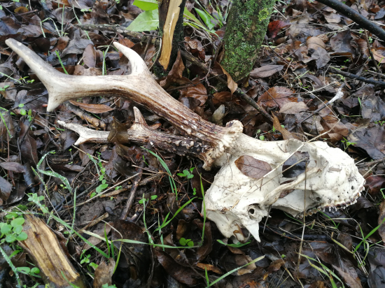 Dnešné prekvapenie