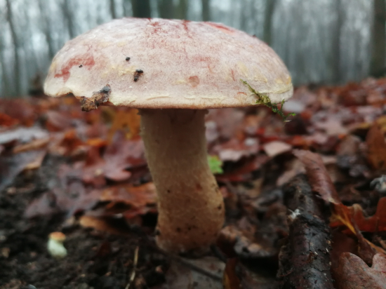 Čírovec červenožltý