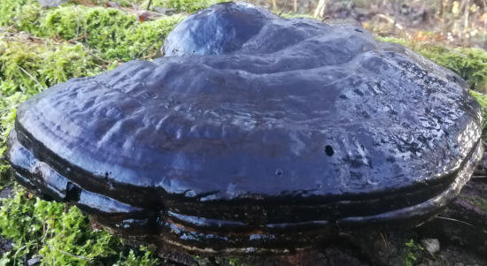 Práchnovec kopytovitý